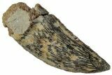 Serrated, Raptor Tooth - Real Dinosaur Tooth #261008-1